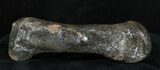 Woolly Rhinoceros Toe Bone - Late Pleistocene #3451-4